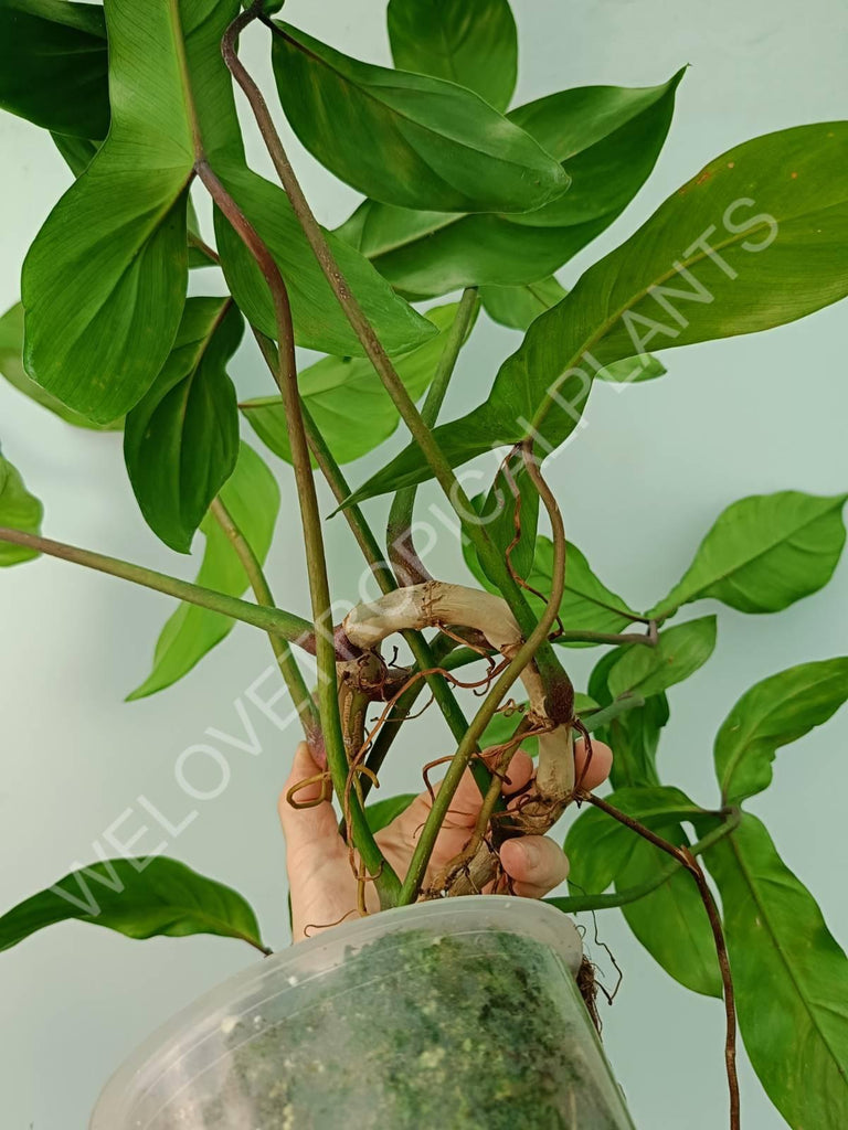 Philodendron 69686 XXL