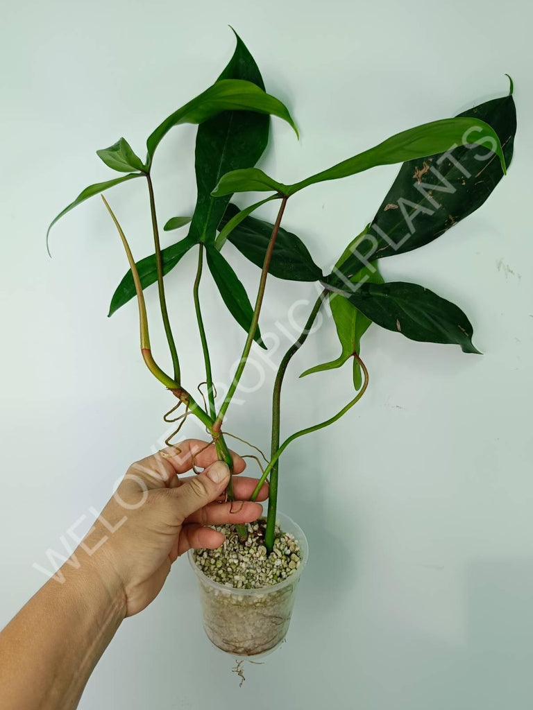 Philodendron big ears "Bette waterbury" 69686