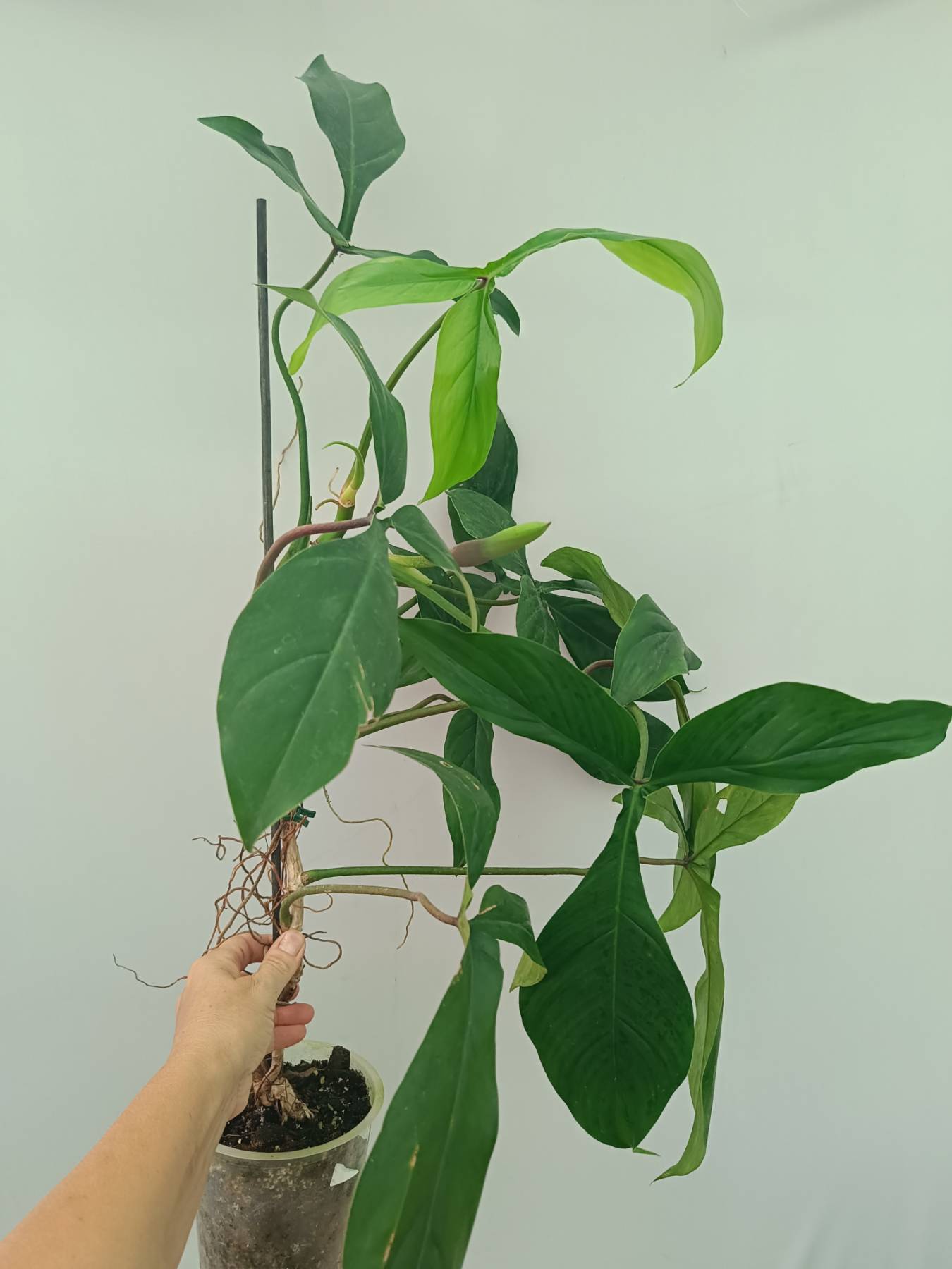 philodendron 69686 name Philodendron 69686 XL