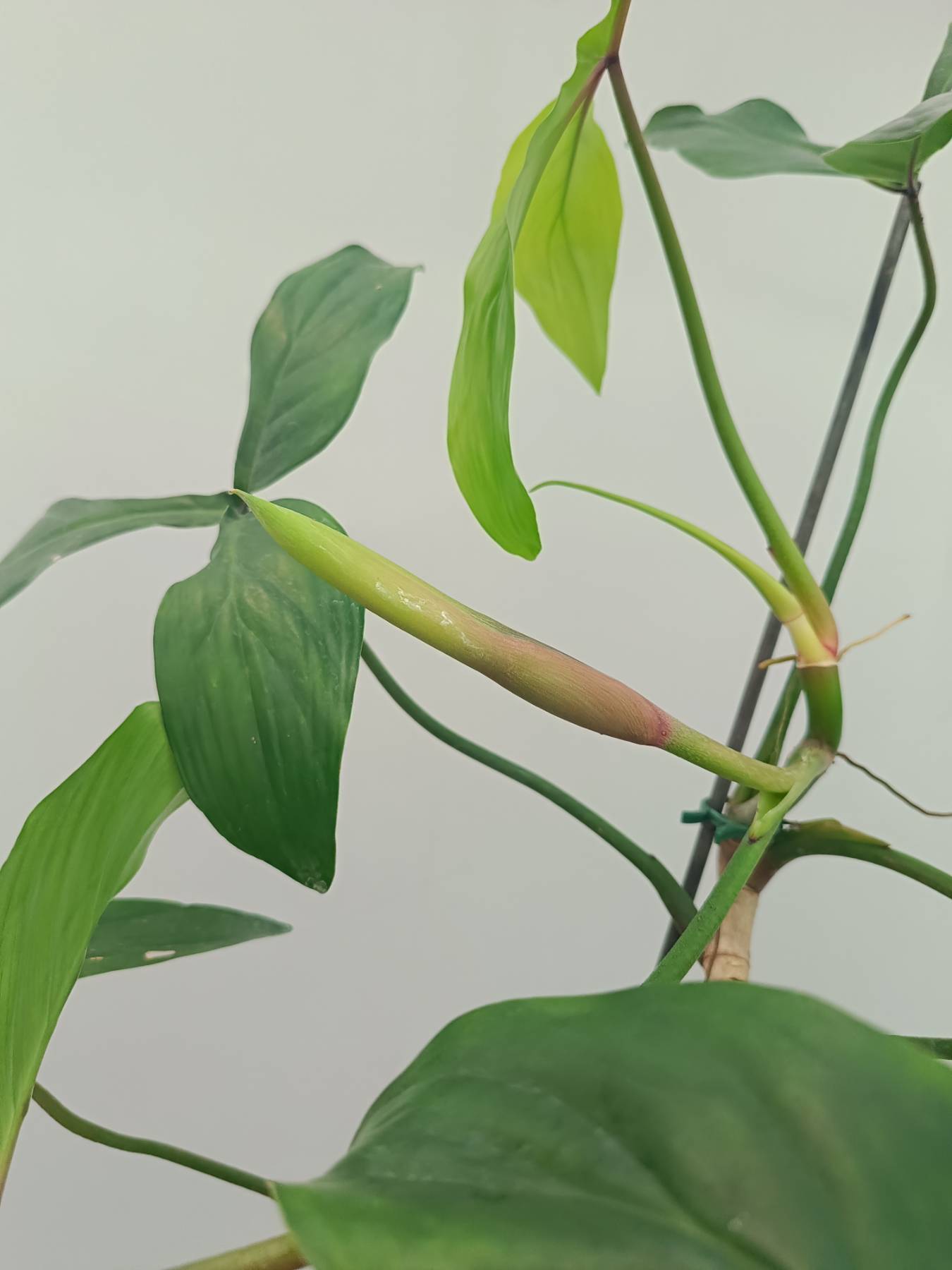 Philodendron 69686 