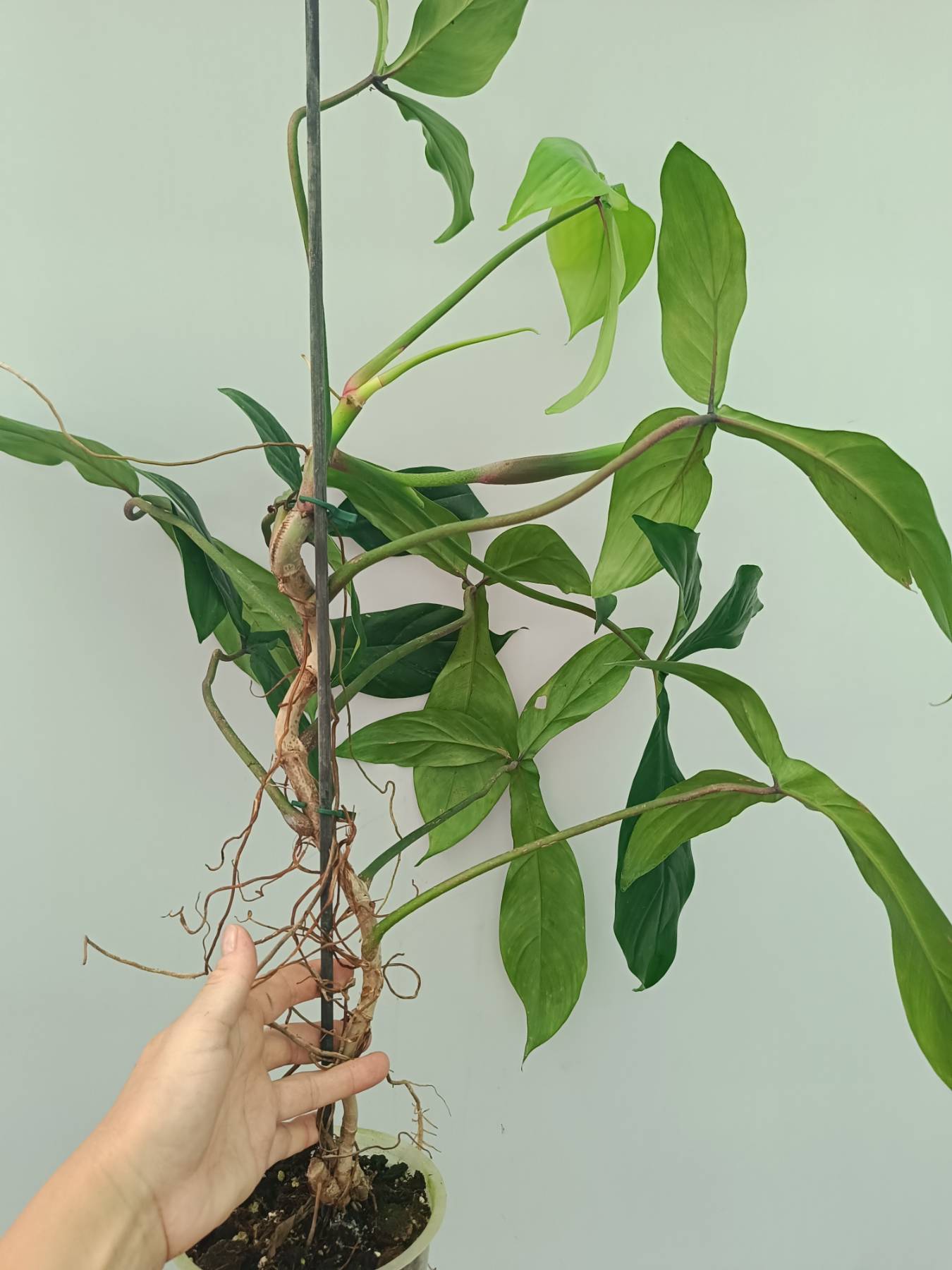 philodendron 69686 variegated Philodendron 69686 XL