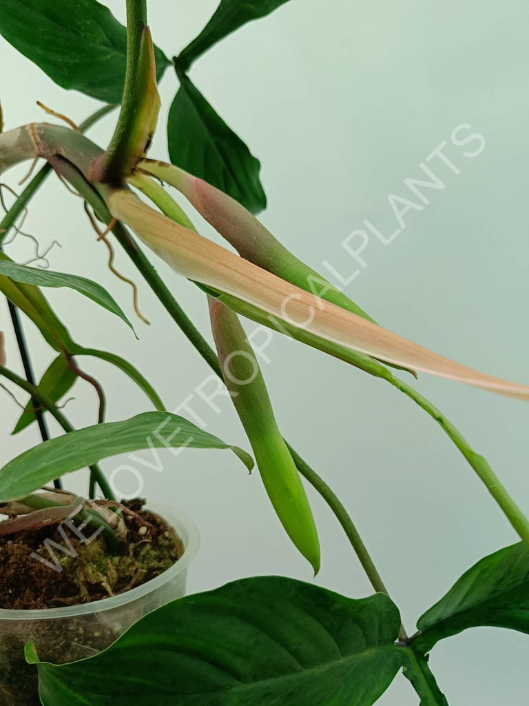 Philodendron 69686
