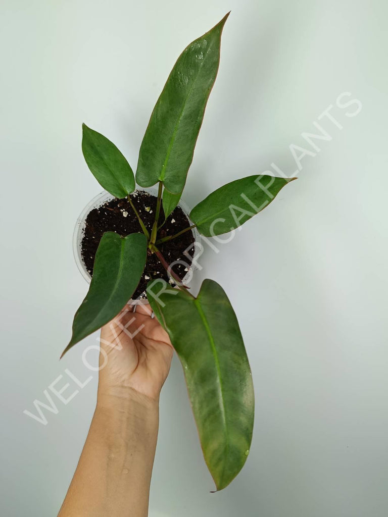 Philodendron atabapoense