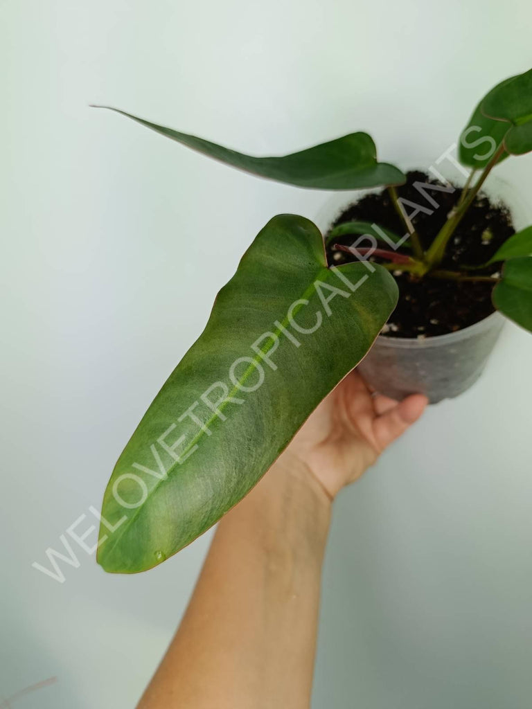 Philodendron atabapoense