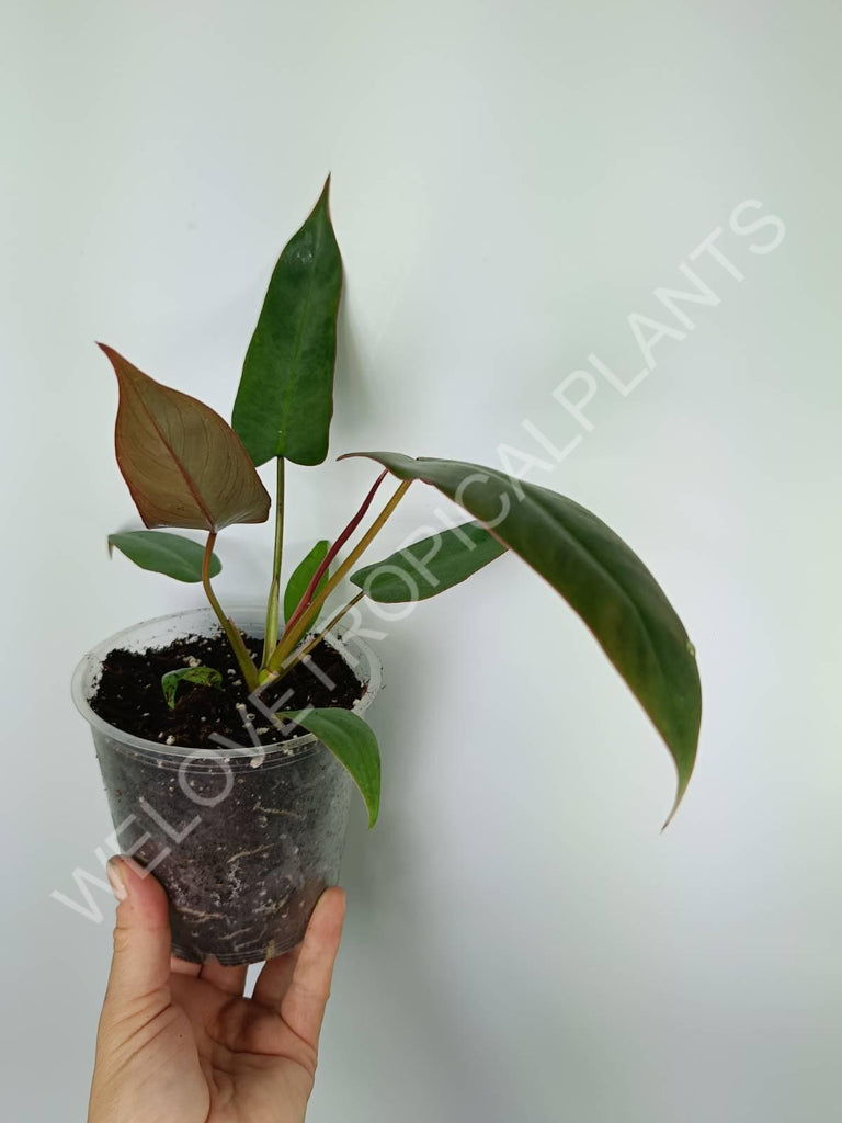 Philodendron atabapoense