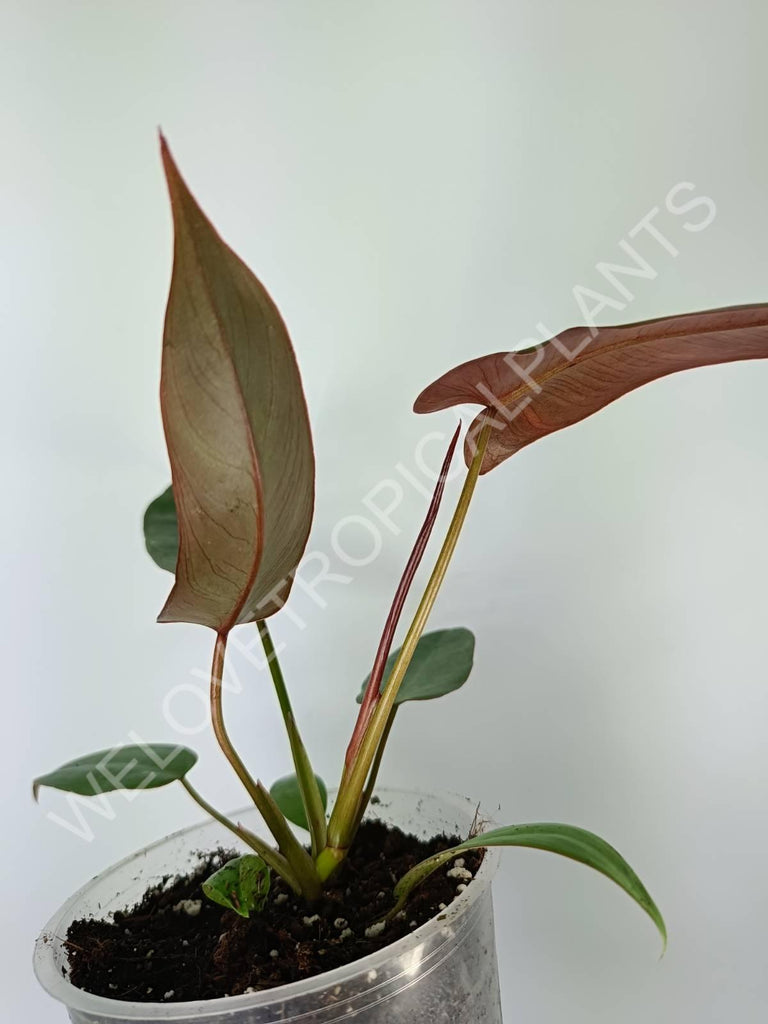 Philodendron atabapoense