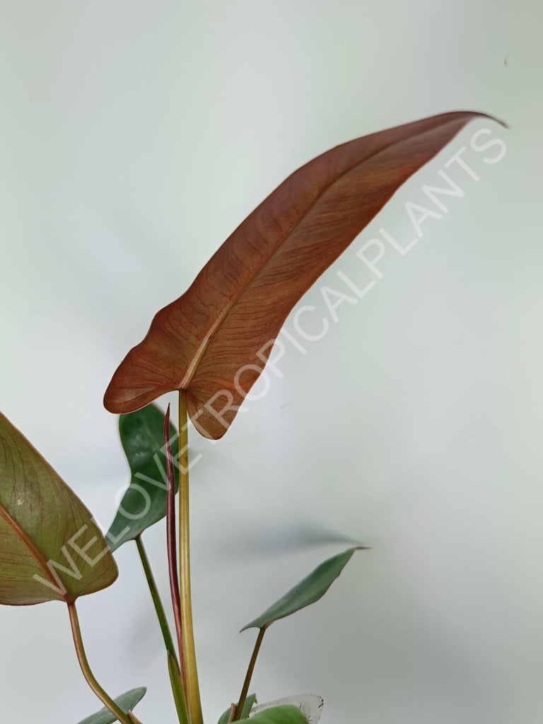 Philodendron atabapoense