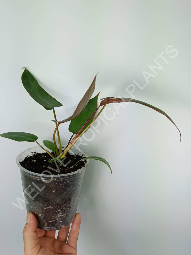 Philodendron atabapoense