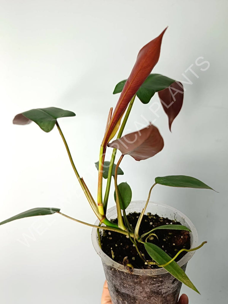 Philodendron atabapoense