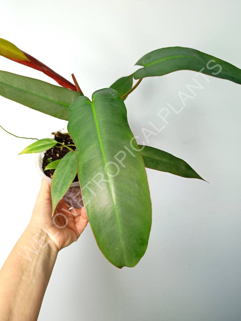 Philodendron atabapoense