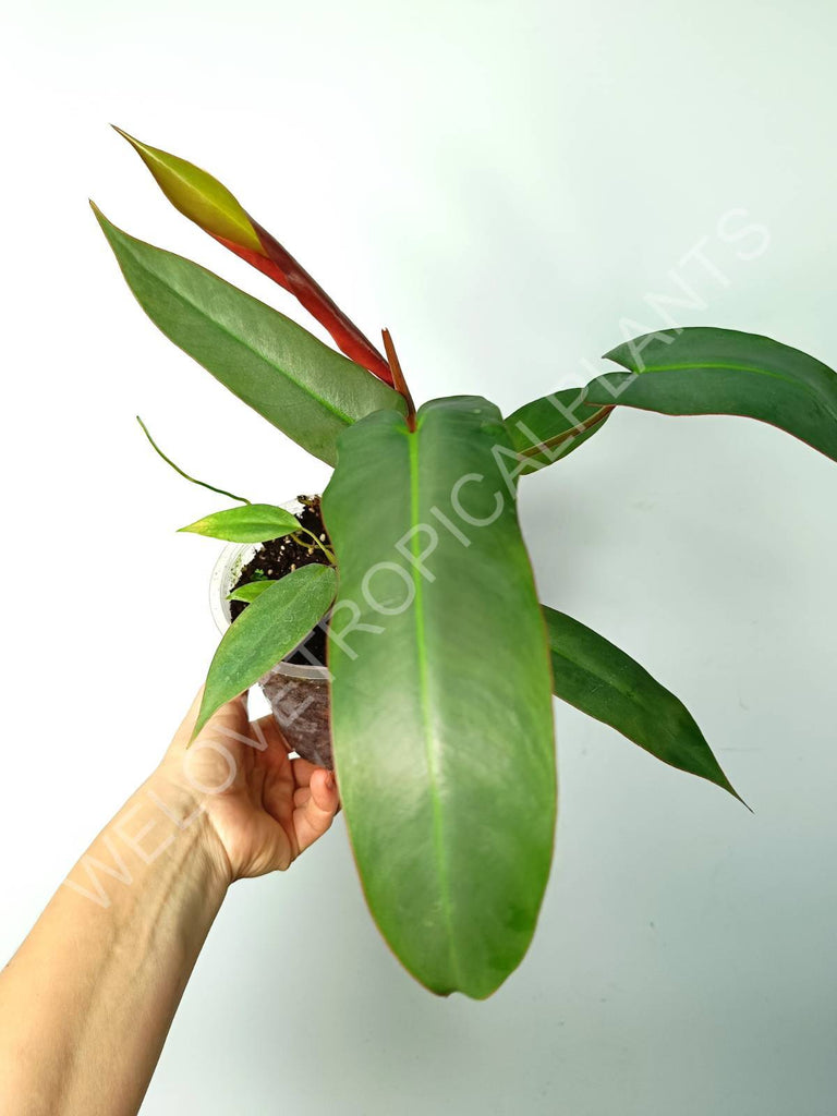 Philodendron atabapoense