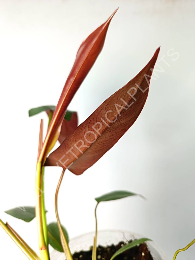 Philodendron atabapoense