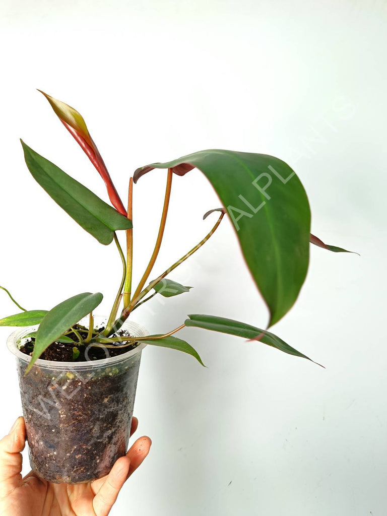 Philodendron atabapoense