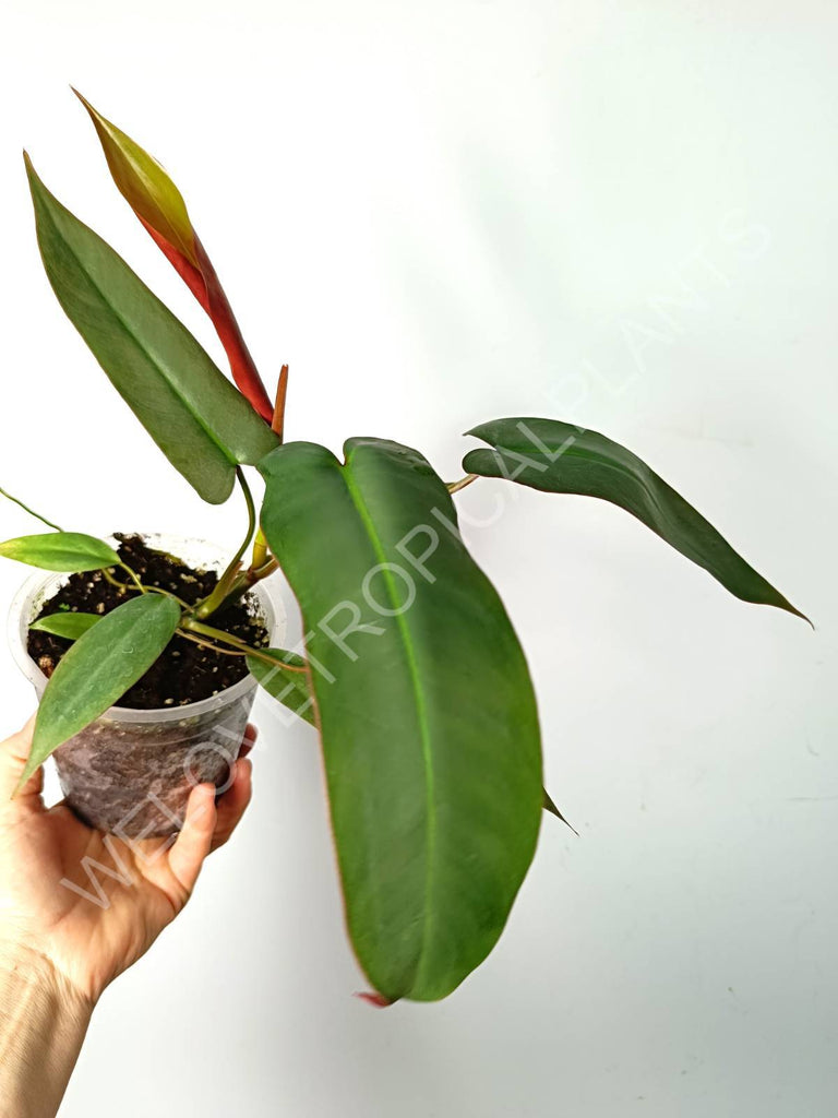 Philodendron atabapoense