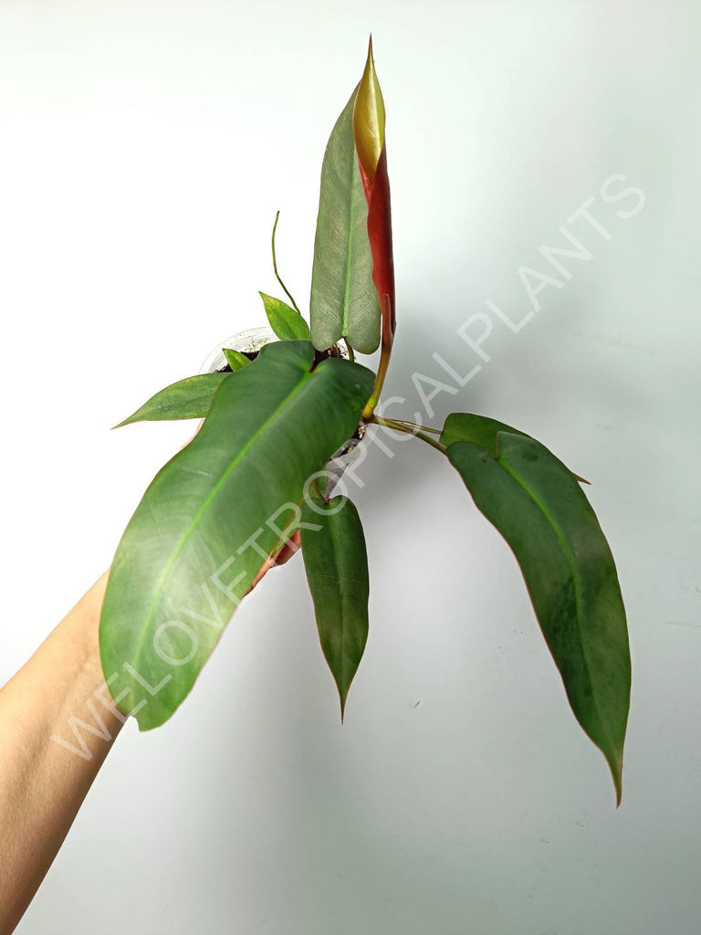 Philodendron atabapoense