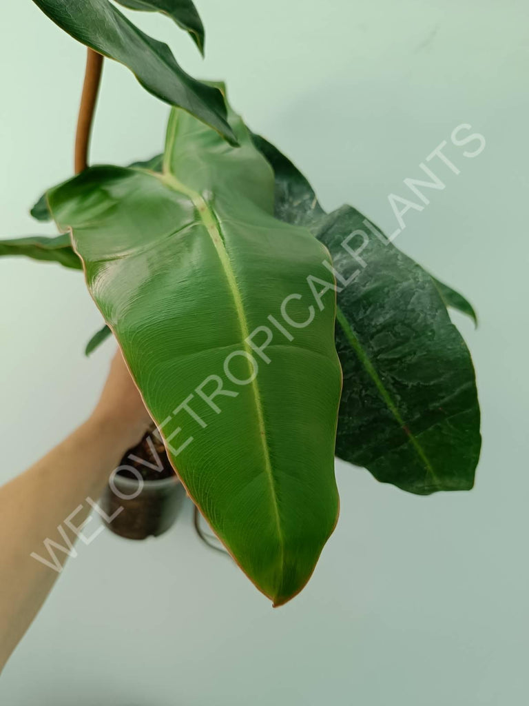 Philodendron billietiae