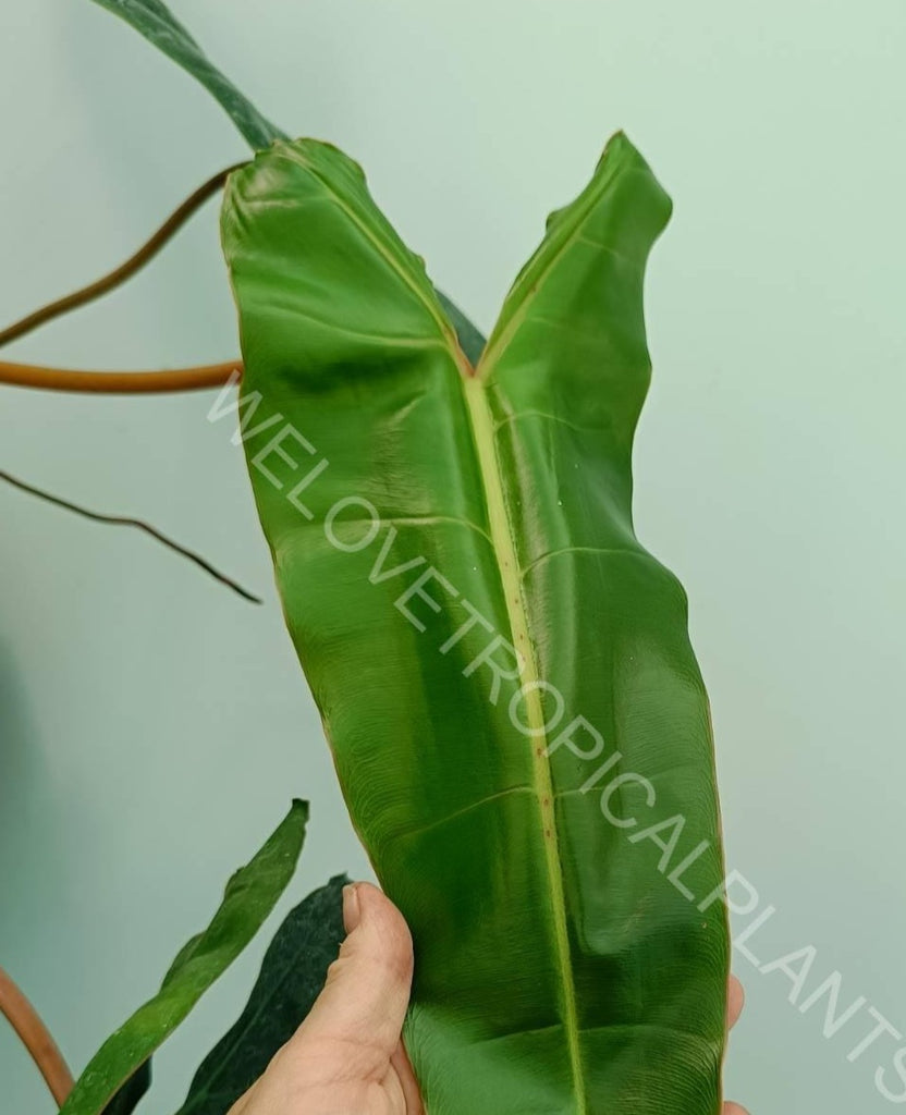 Philodendron billietiae