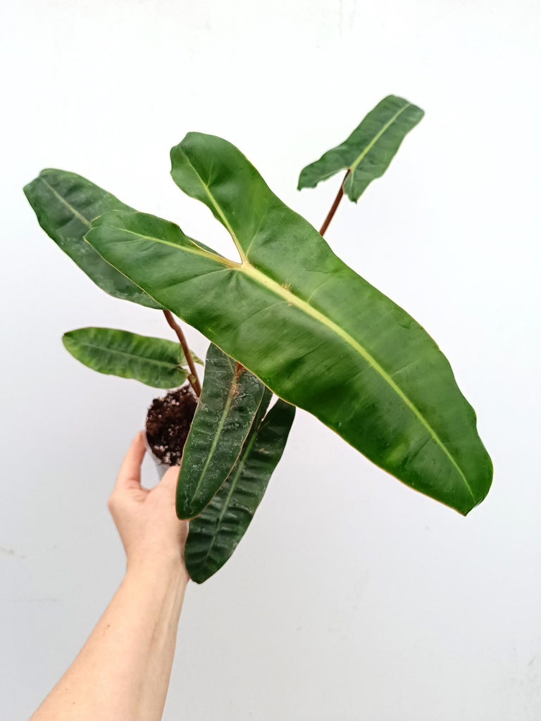 Philodendron billietiae