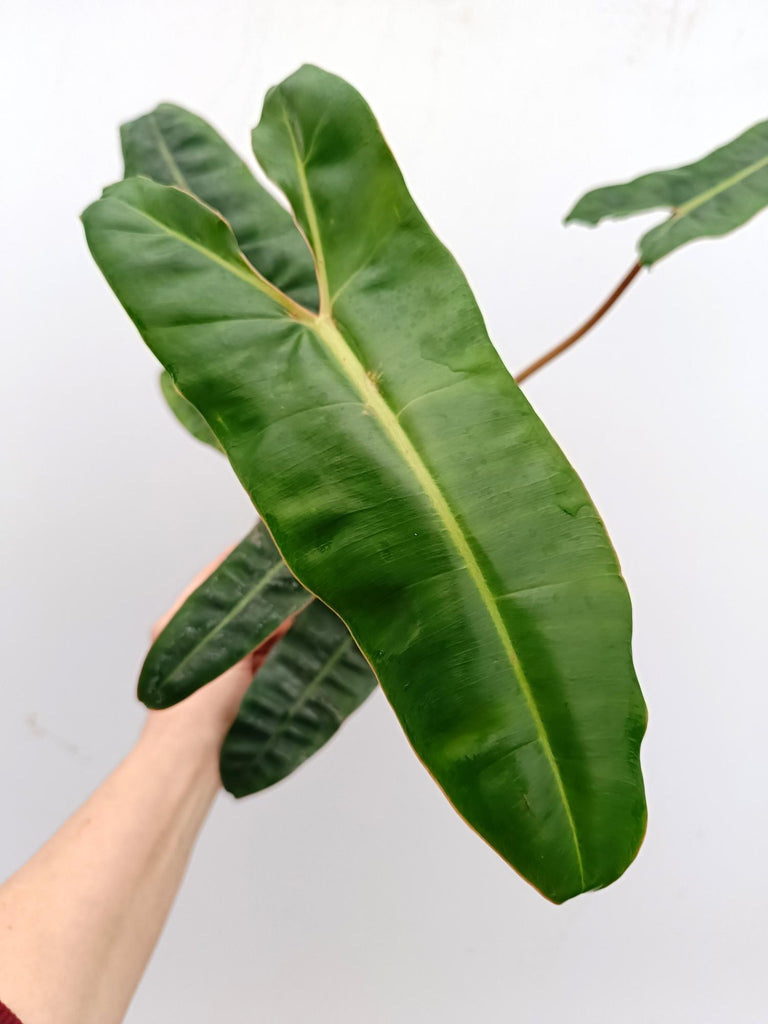 Philodendron billietiae