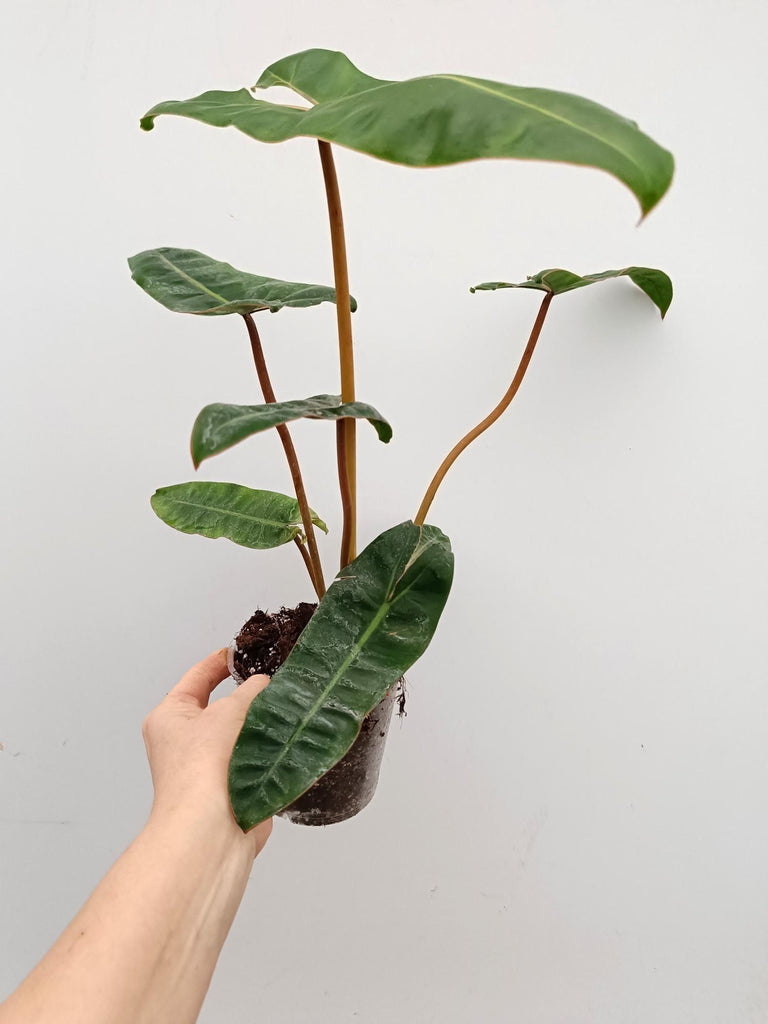 Philodendron billietiae