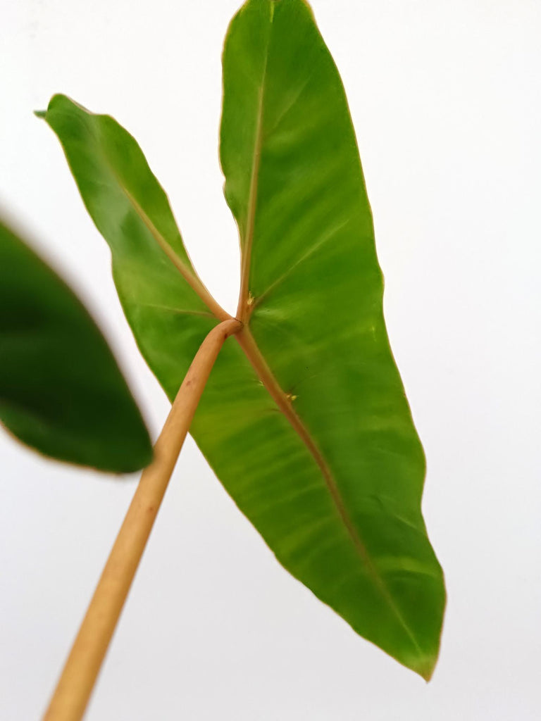 Philodendron billietiae