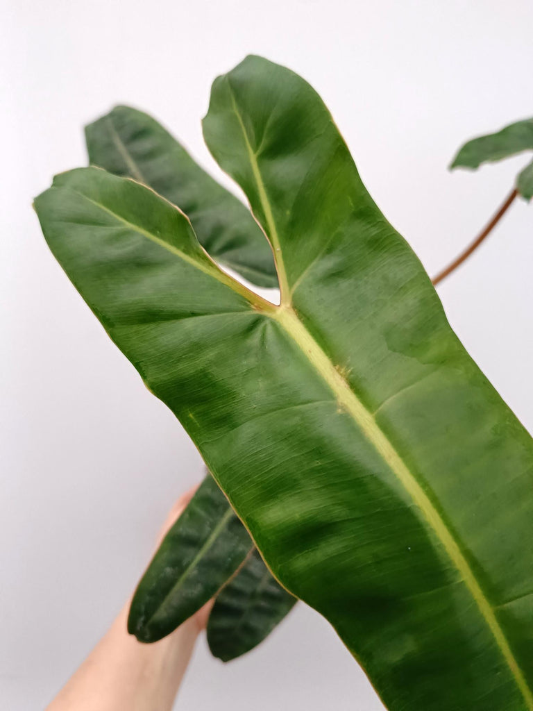 Philodendron billietiae