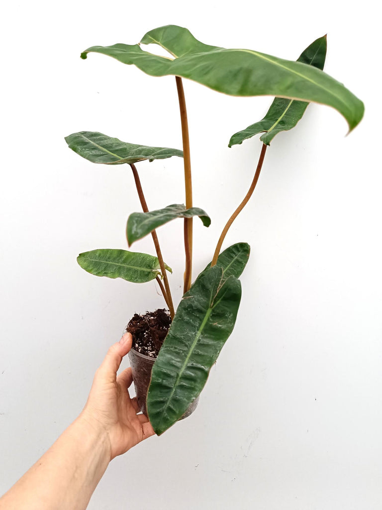 Philodendron billietiae