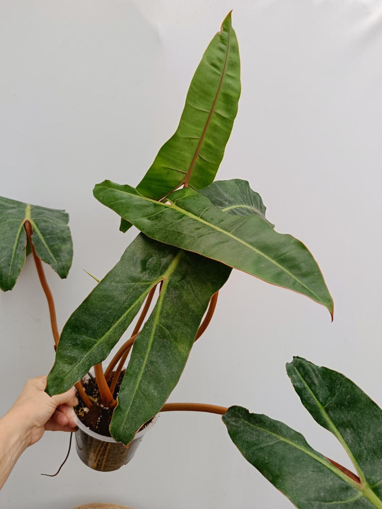 Philodendron billietiae