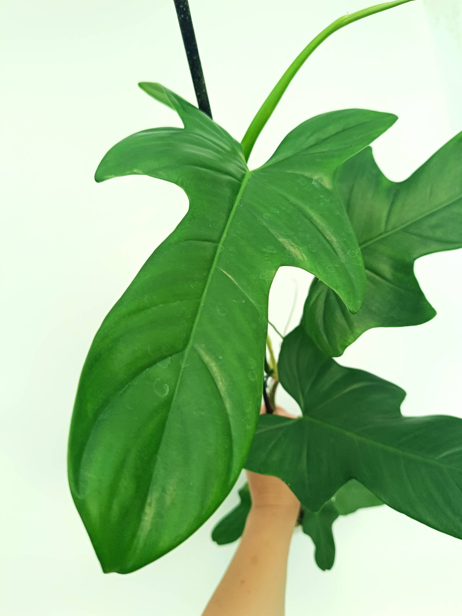 philodendron bipennifolium columbia Philodendron Bipennifolium