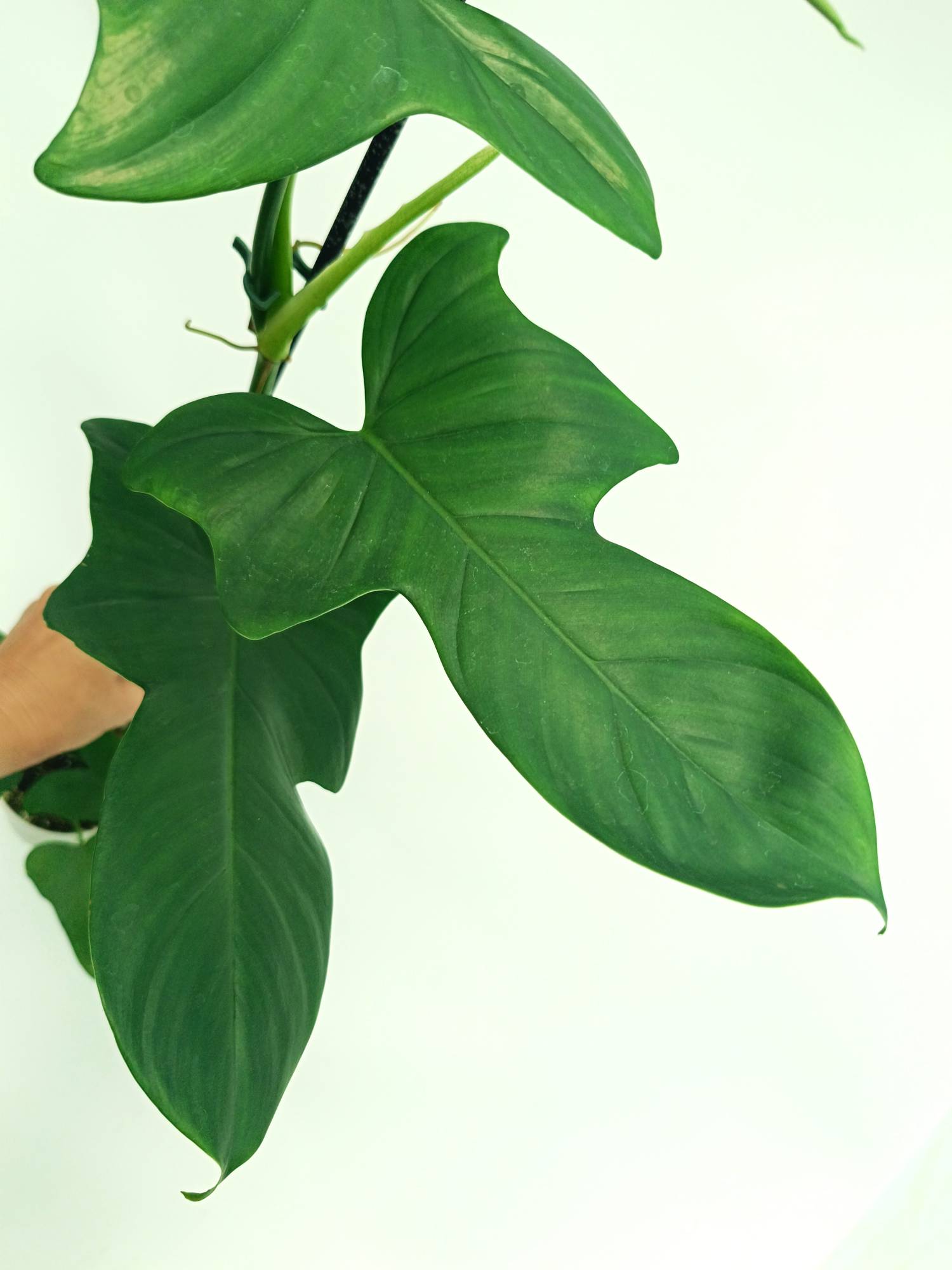 philodendron bipennifolium mature Philodendron Bipennifolium