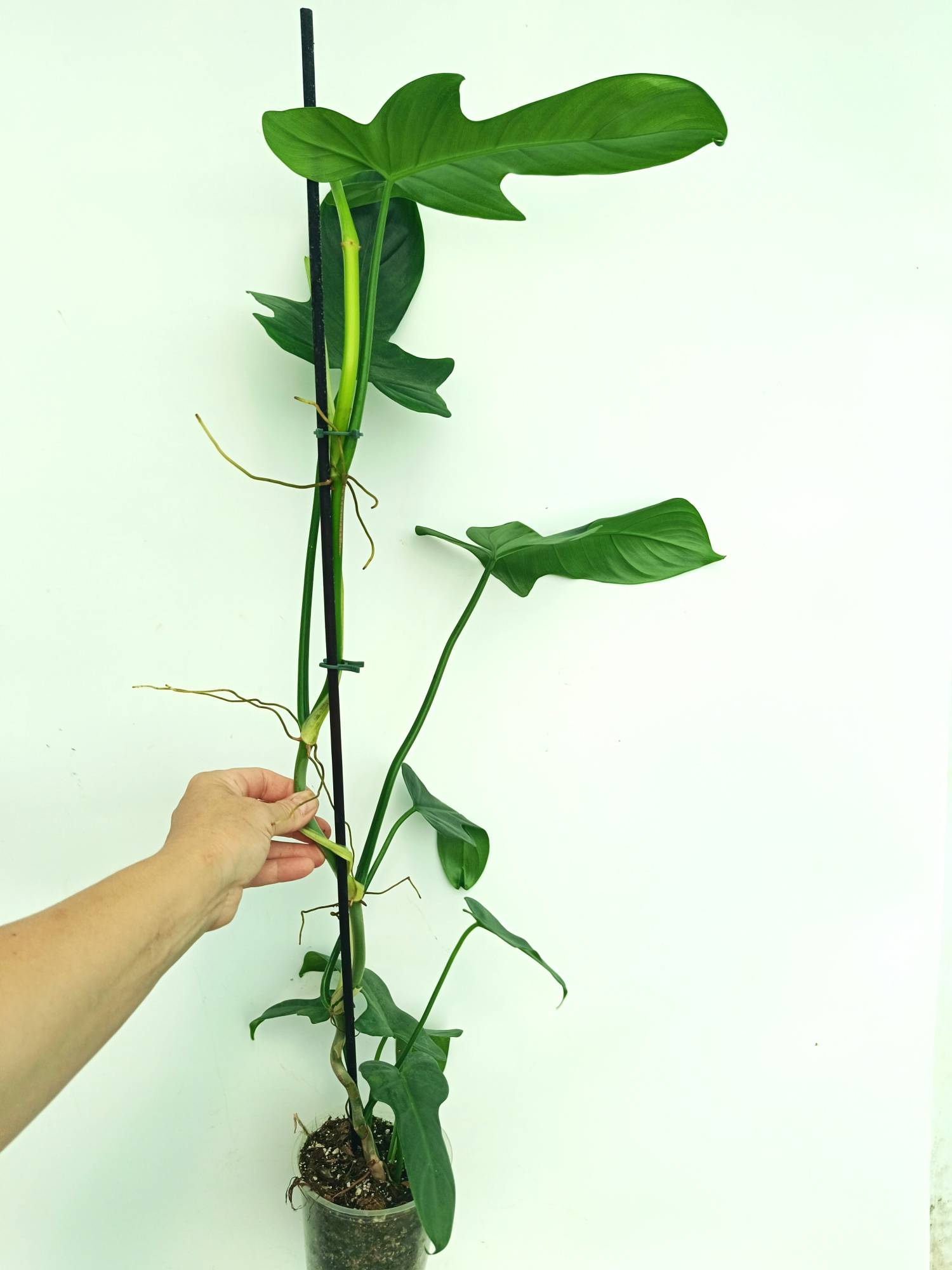 philodendron bipennifolium panda plant Philodendron Bipennifolium