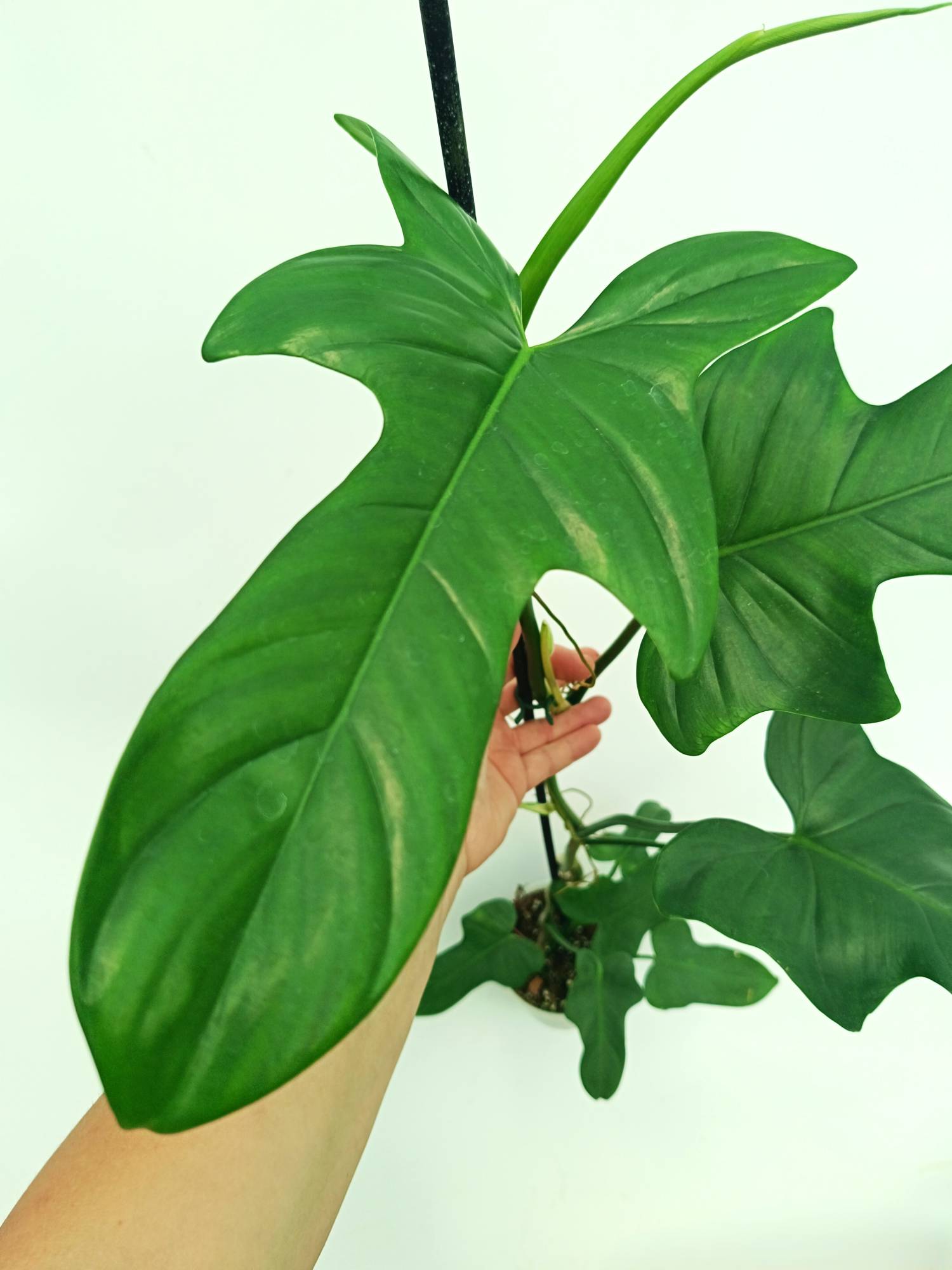 philodendron bipennifolium silver Philodendron Bipennifolium