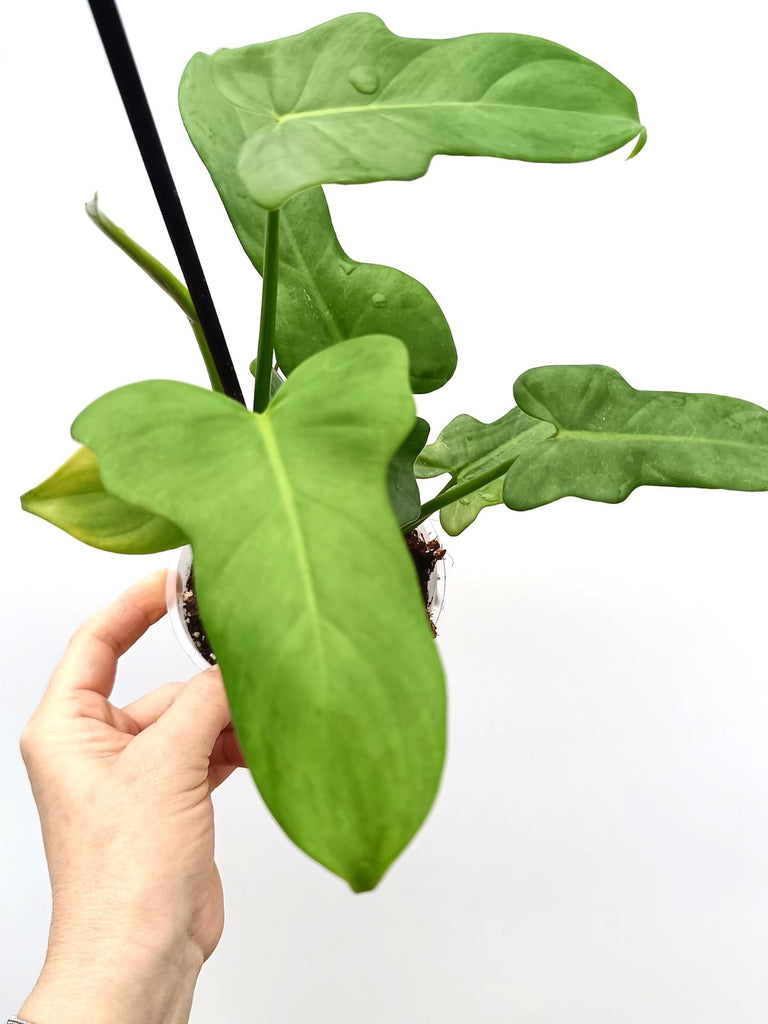 Philodendron bipennifolium