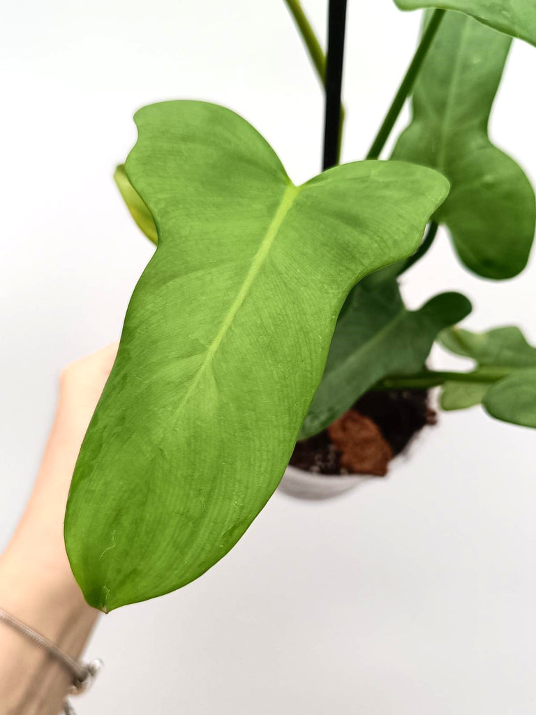 Philodendron bipennifolium