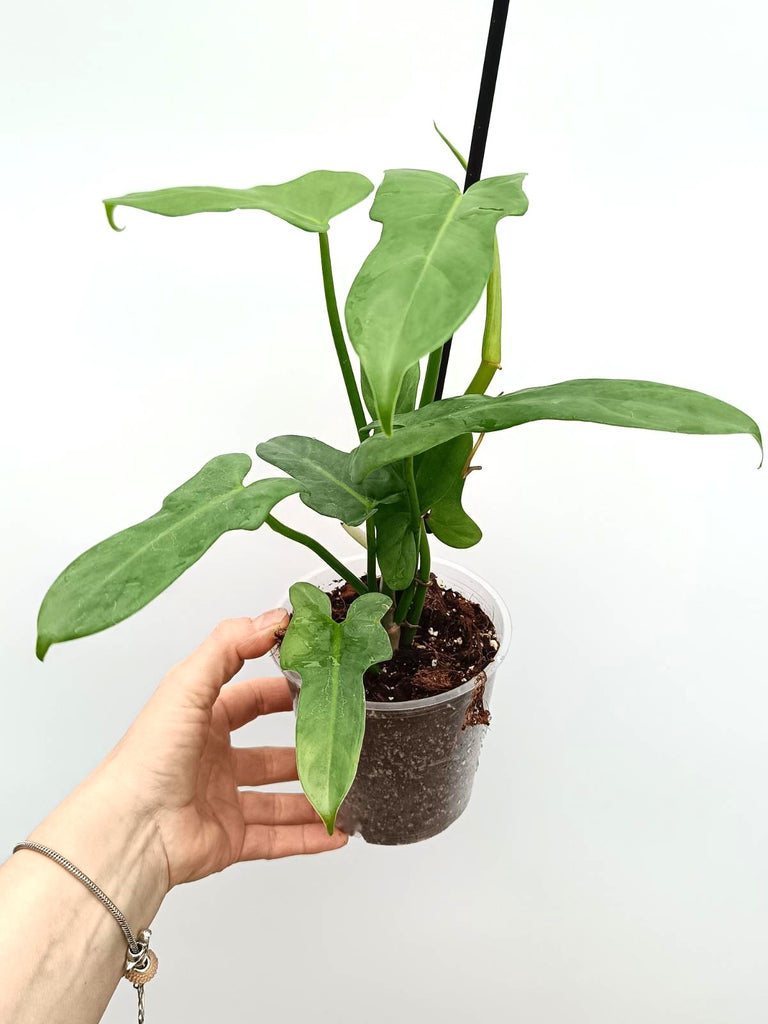 Philodendron bipennifolium