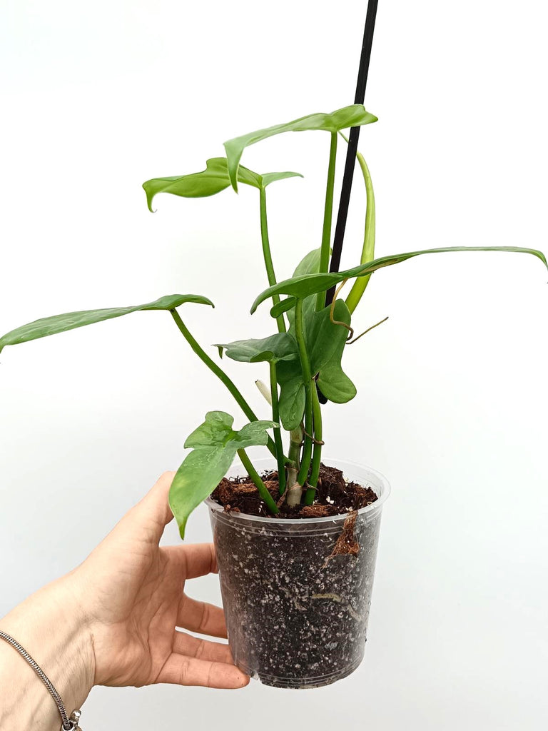 Philodendron bipennifolium