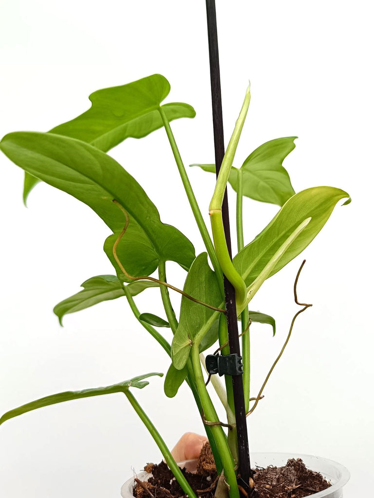 Philodendron bipennifolium