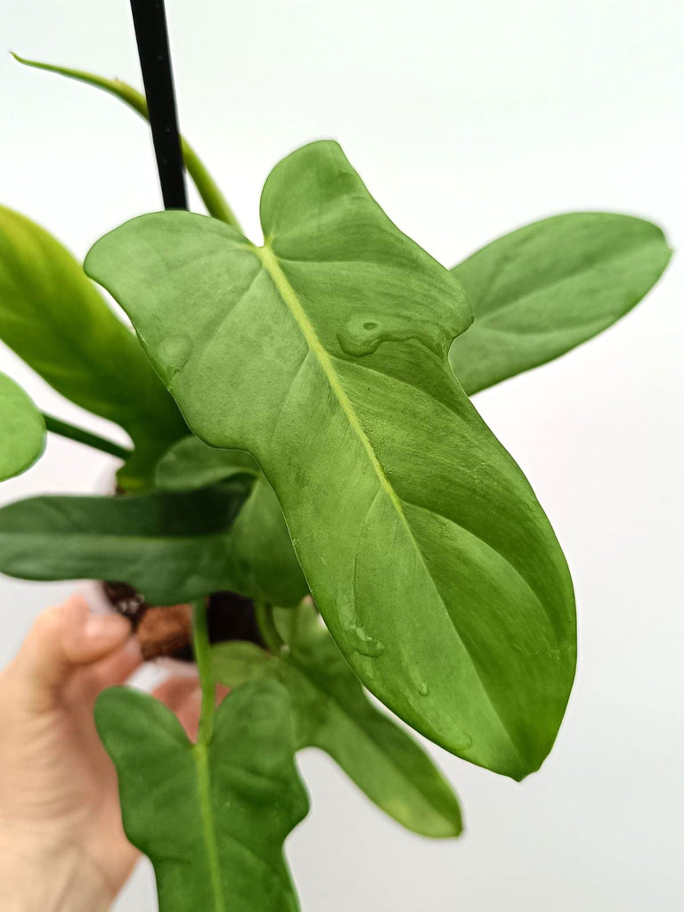 Philodendron bipennifolium