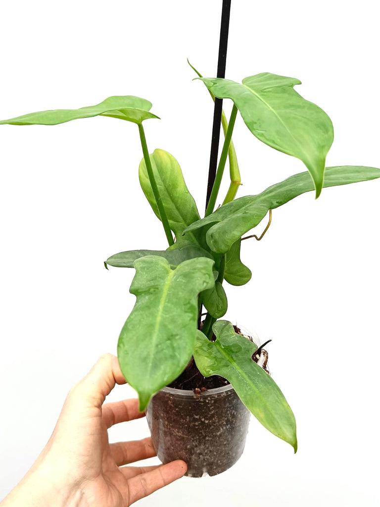 Philodendron bipennifolium