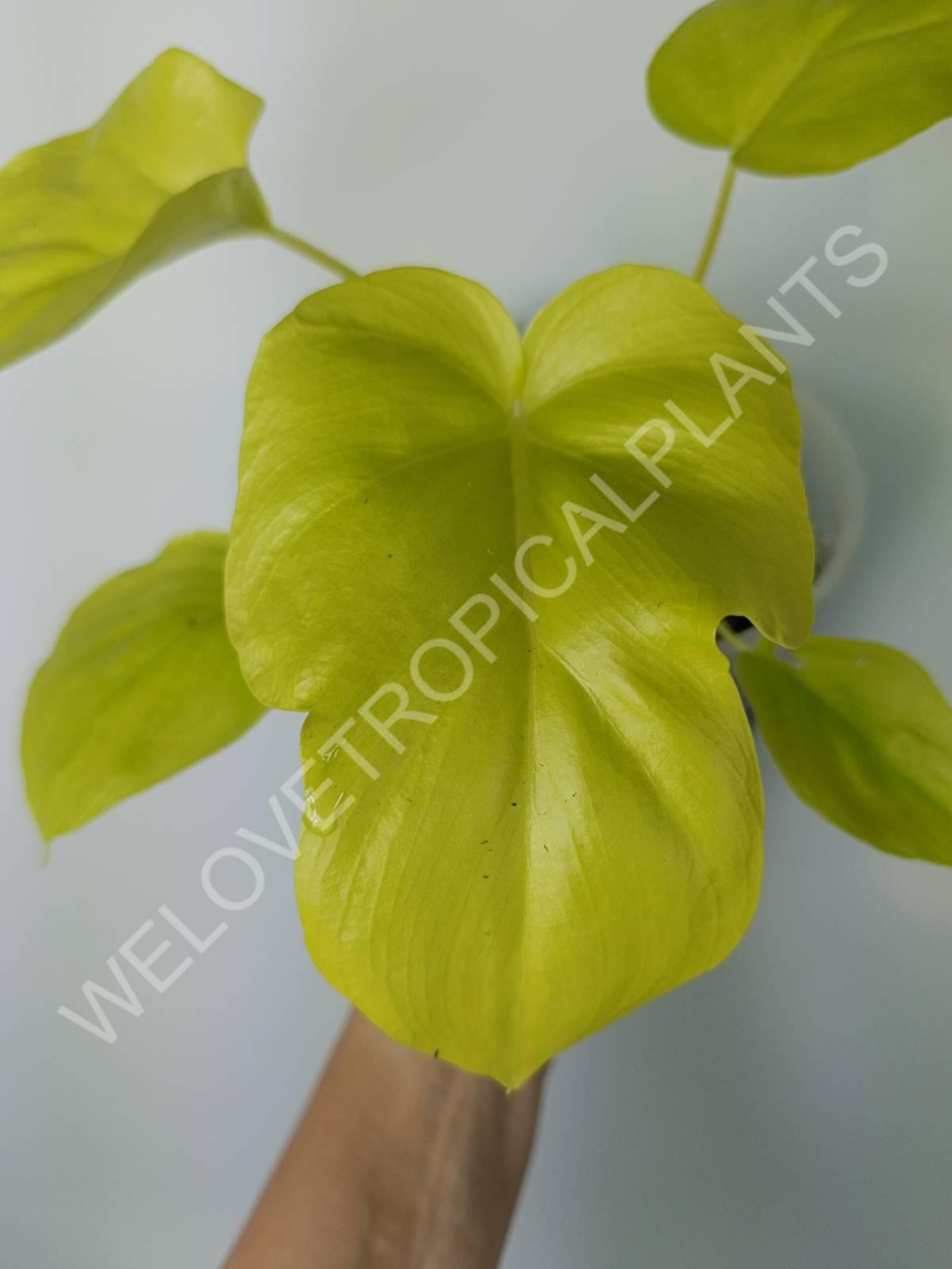 philodendron bipinnatifidum yellow leaves Buy Philodendron bipinnatifidum gold