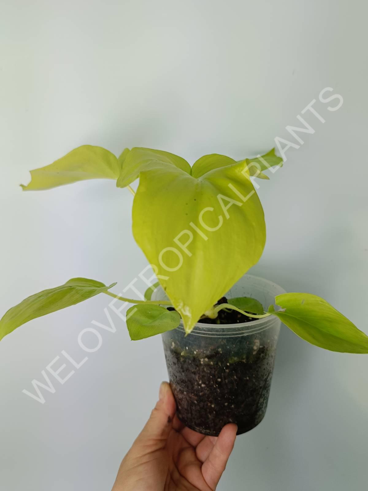 philodendron hederaceum gold Buy Philodendron bipinnatifidum gold
