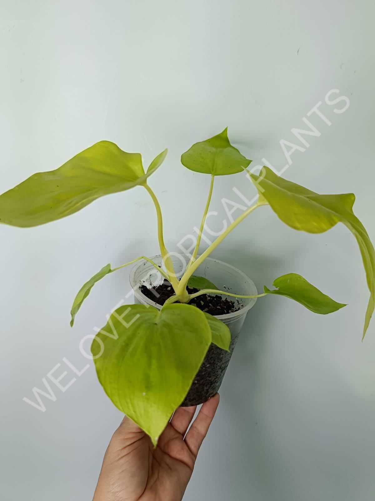 philodendron bipinnatifidum kaufen Buy Philodendron bipinnatifidum gold