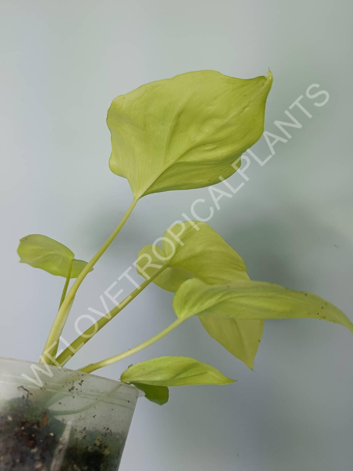 philodendron golden selloum Buy Philodendron bipinnatifidum gold
