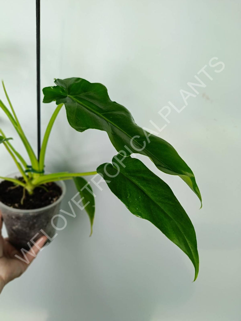 Philodendron bob cee 