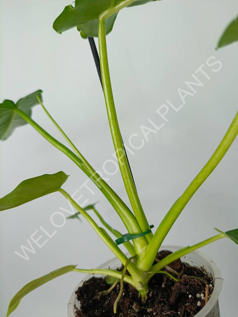 Philodendron bob cee 