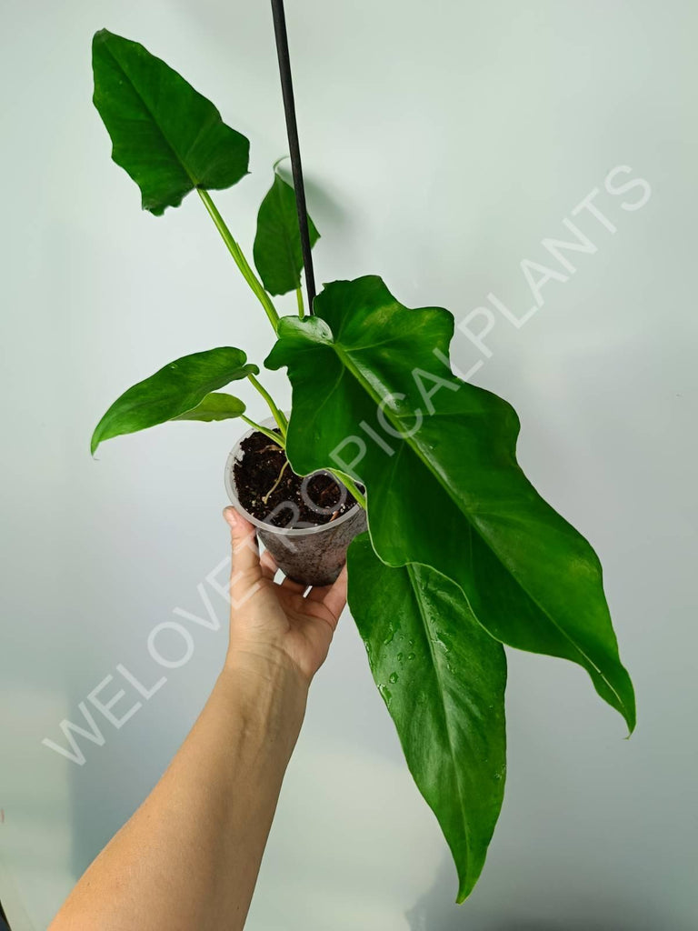 Philodendron bob cee 