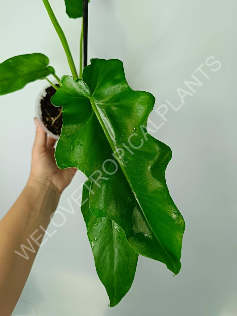 Philodendron bob cee 