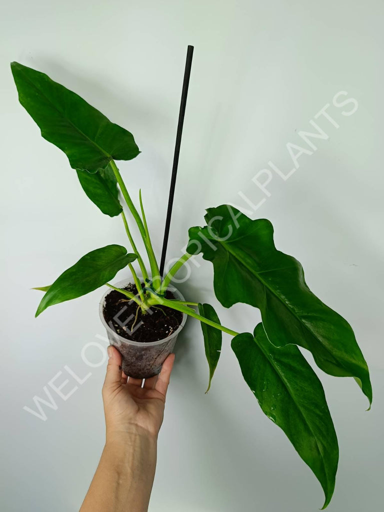 Philodendron bob cee 