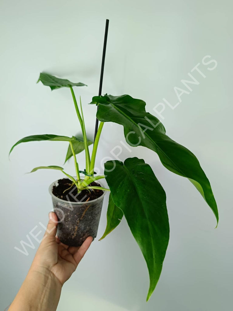 Philodendron bob cee 