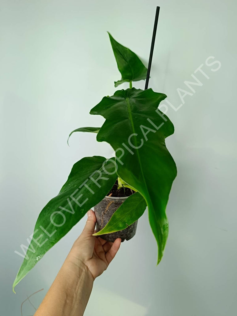 Philodendron bob cee 